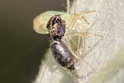 Jumping Spider (Cosmophasis sp) (Cosmophasis sp)